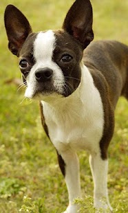 How to download Boston Terriers Jigsaw Puzzle 1.0 unlimited apk for android