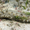 Tiger Tail Sea Cucumber