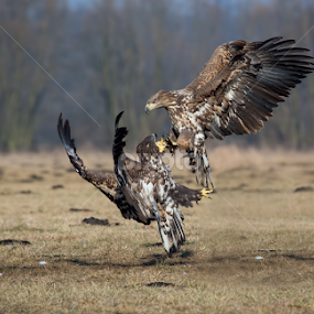 juvenile white tailed eagles  by Paul Mcmullen - Animals Birds