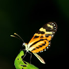 polymnia tigerwing