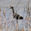 Glossy Ibis; Morito