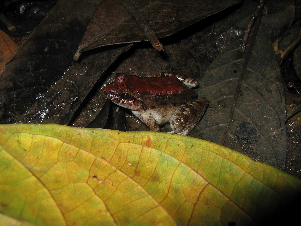 Peruvian rain frog