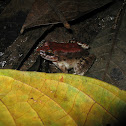 Peruvian rain frog