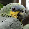 Blue-Fronted Amazon Parrot