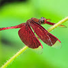 Red Grasshawk (aka Common Parasol)