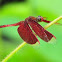 Red Grasshawk (aka Common Parasol)