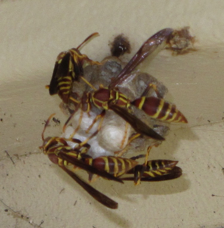 Northern/Golden Paper Wasp
