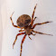 Orb Weaver