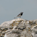 White wagtail