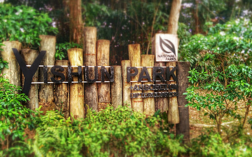 Yishun Park +Arboretum Dipterocarpus 