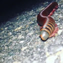 Millipede