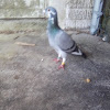 Royal racing pigeon