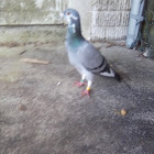 Royal racing pigeon