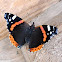 The Red Admiral