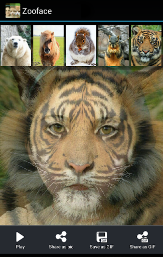 Zooface - GIF Animal Morph 1.3.6 screenshots 3