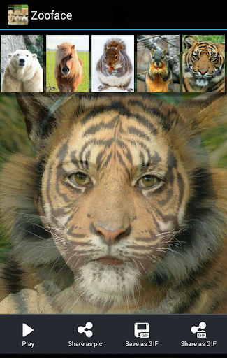 Zooface - GIF Animal Morph