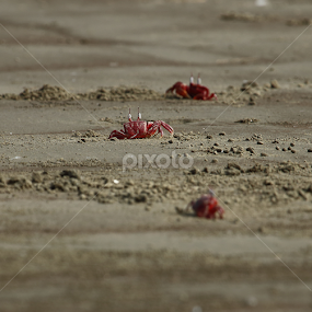 crab by Tareq Ahmed - Animals Sea Creatures