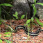 Butler's Garter Snake