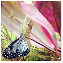 White Monarch Butterfly