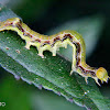 Geometrid caterpillar