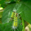 Tiger moth Caterpillar