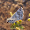 White/Common Checkered Skipper