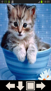 Cute Cat Wallpapers Screenshots 0
