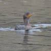 Double-crested Cormorant