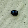 Twice-stabbed lady beetle