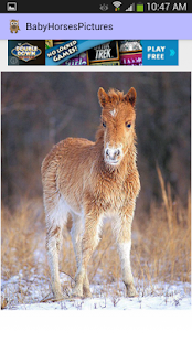 Baby Horses Pictures Screenshots 5