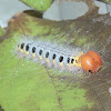 Green Awl (butterfly larva)