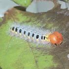 Green Awl (butterfly larva)