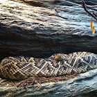 Rattle snake