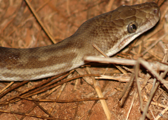 Stimson's python | Project Noah