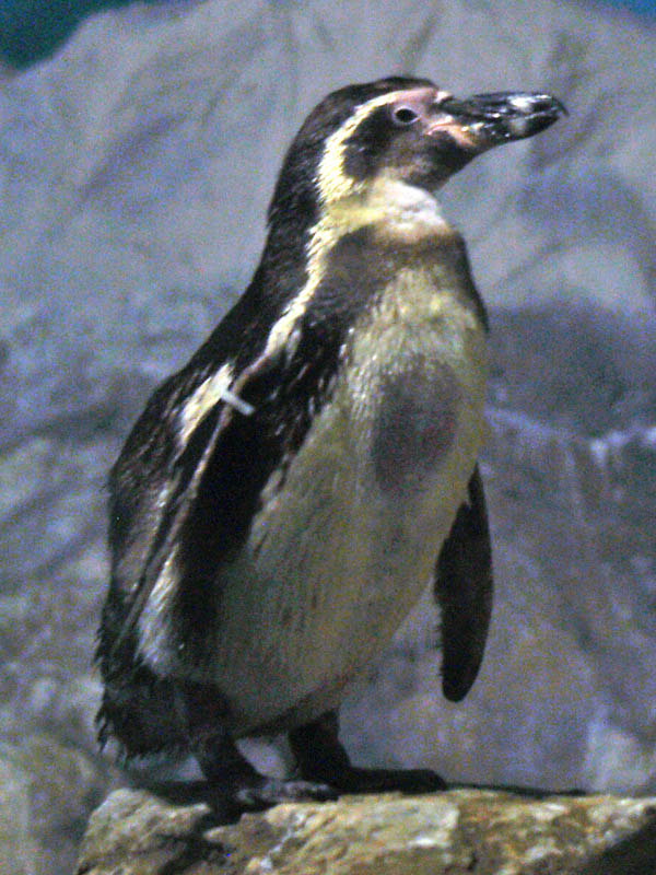 Hunboldt Penguin