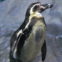 Hunboldt Penguin