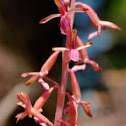 Coral root