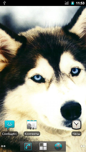 【免費個人化App】Husky HQ Live Wallpaper-APP點子