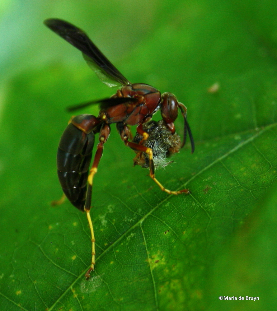 Paper wasp with prey