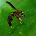 Paper wasp with prey
