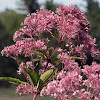 Sweet Joe-Pye Weed