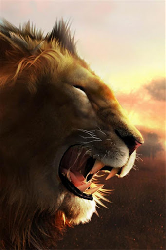 【免費攝影App】LION WALLPAPER-APP點子