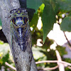 Annual or Linne's Cicada