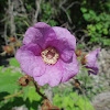 Purpleflowering Raspberry