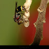 Paper wasp(yellow banded)