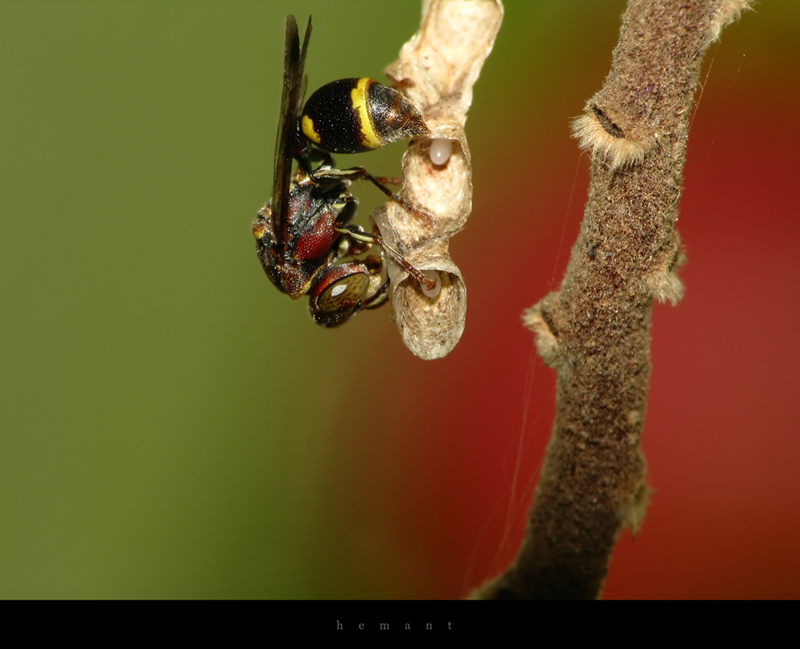 Paper wasp(yellow banded)
