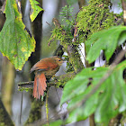 red faced spinetail
