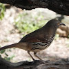 Long-billed Thrasher