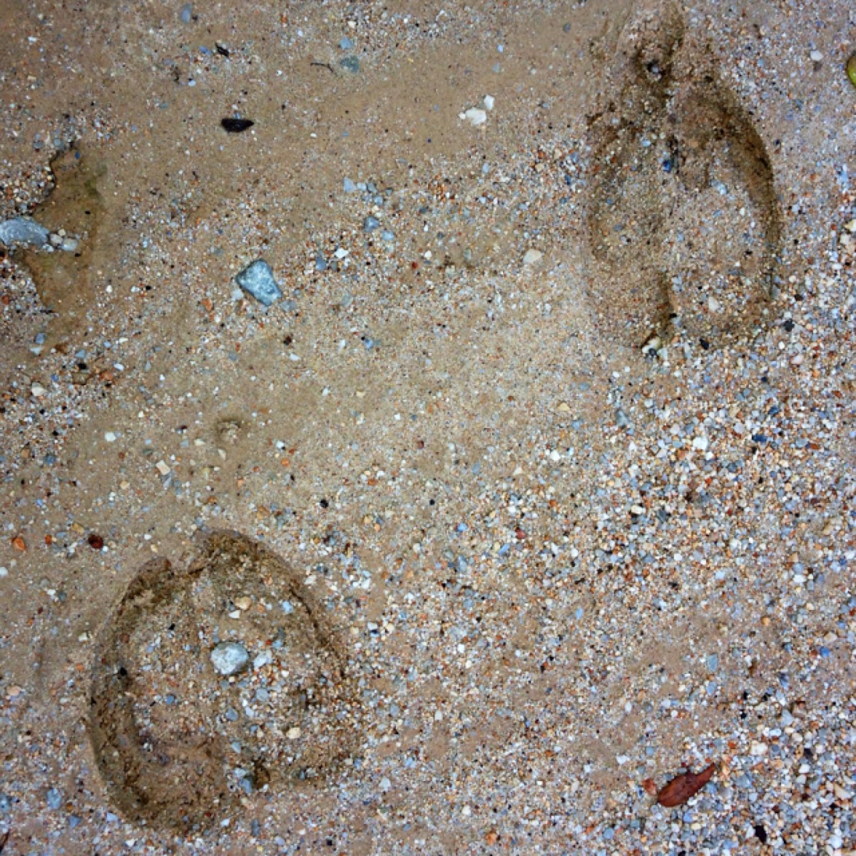 Elk tracks