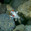 Clown or Warty Frogfish